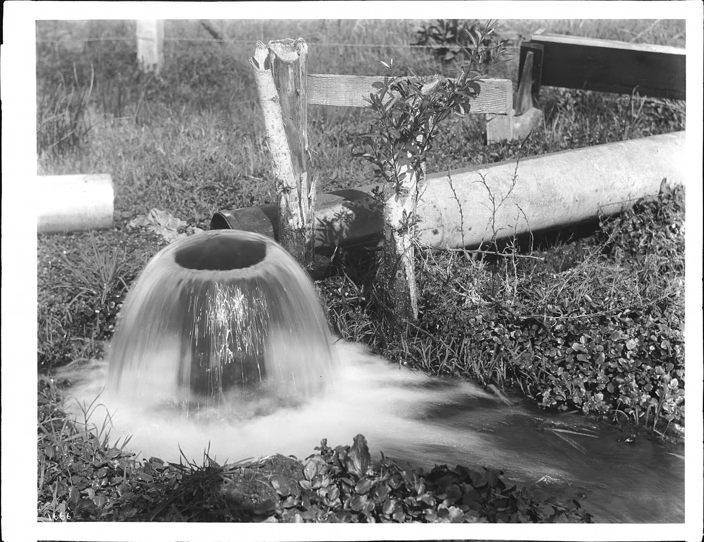 Foto antiga em preto e branco de um poço jorrante: a água sai do cano e cai em forma de sino sobre o capim